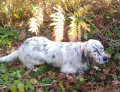 Setter Anglais O'MALLEY DES SAGNES DES MILLE SOURCES Setter Anglais O'MALLEY DES SAGNES DES MILLE SOURCES